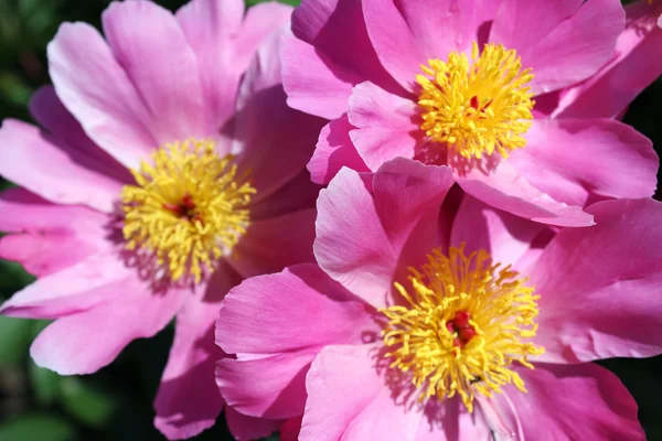 Um bando de peônias cor-de-rosa, lindas flores em flor — Fotografia de Stock
