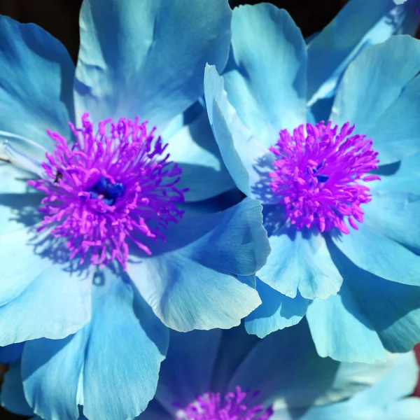 Pivoines numériquement améliorées en bleu et violet — Photo