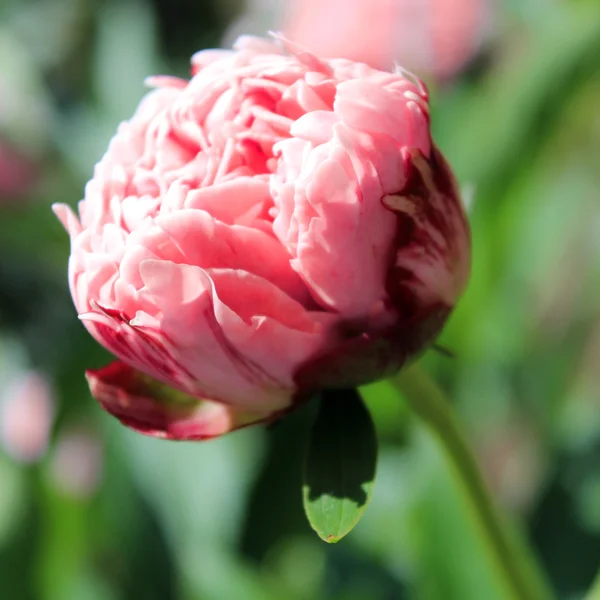 Macro close-up de abertura broto de peônia, flor tom vermelho macio — Fotografia de Stock