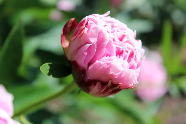 Bonito botão peônia rosa, flor rosa suave com folhagem de fundo verde — Fotografia de Stock