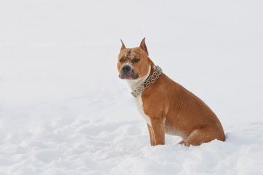 Amerikan Staffordshire Terrier köpek içinde belgili tanımlık kar