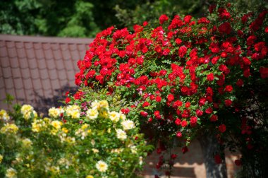 Bir bahçe içinde güzel Gül Bush