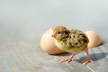 Küçük civciv ve yumurta kabukları. yumuşak odak