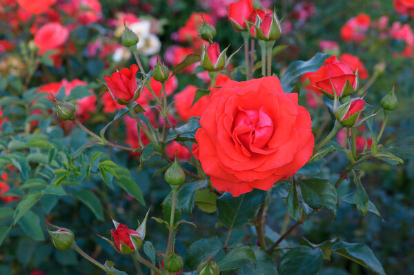 Красные розы в саду
