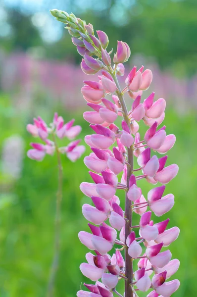 Fleurs roses du lupin (Lupinus) dans la prairie verte — Photo