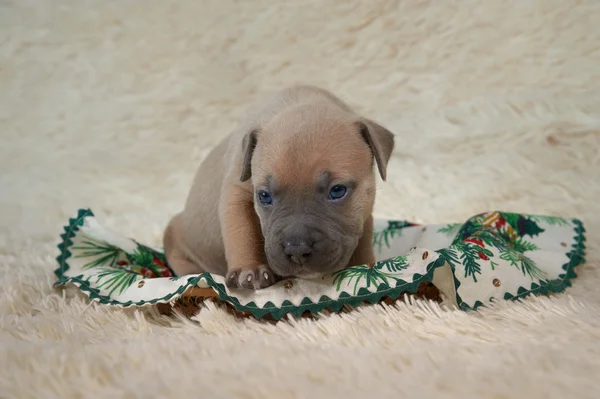 Amerikan staffordshire terrier köpek yatak — Stok fotoğraf