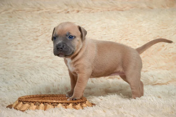 Коричневый щенок американский стаффорд терьер стоит — стоковое фото