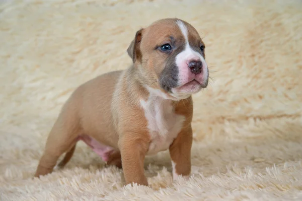 Jelentő barna stafford-terrier — Stock Fotó