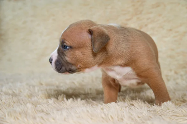 Cucciolo staffordshire terrier cane ritratto — Foto Stock