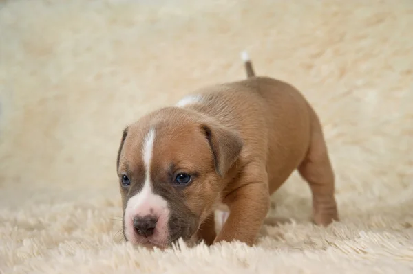 Köpek yavrusu stafford terrier köpek portre — Stok fotoğraf