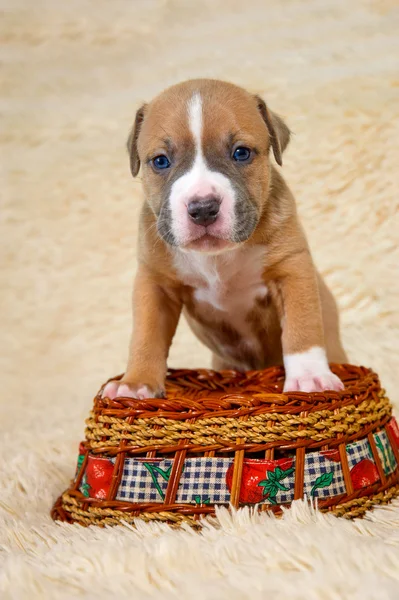 Aranyos Amerikai Staffordshire terrier kiskutya egy kosár — Stock Fotó