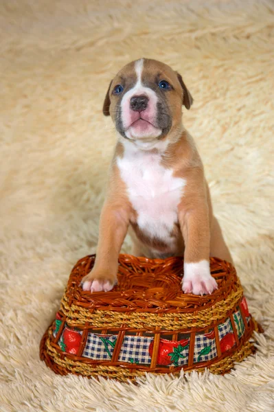 Χαριτωμένος αμερικανικό terrier Staffordshire κουτάβι που παρουσιάζουν — Φωτογραφία Αρχείου