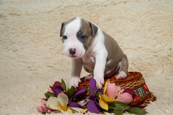 Stüdyo portre köpek köpek yavrusu Amerikan Staffordshire Terrier, döndü — Stok fotoğraf