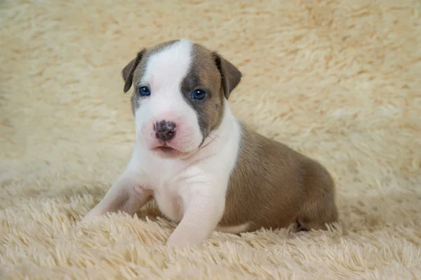 Kiskutya imádnivaló fehér és barna amerikai staffordshire terrier — Stock Fotó