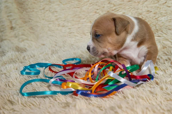 Az Amerikai Staffordshire terrier, barna és fehér kölyök játszani — Stock Fotó