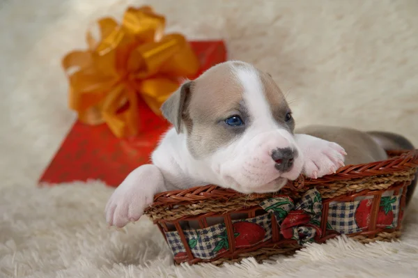 Brązowy i biały szczeniak American Staffordshire terrier grać — Zdjęcie stockowe