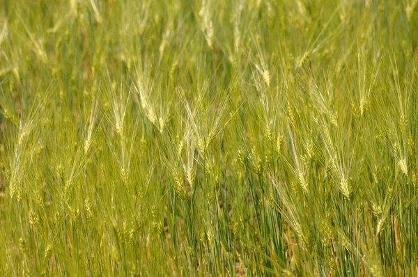 Зелене ячмінне рисове поле. Пшеничне поле . — стокове фото