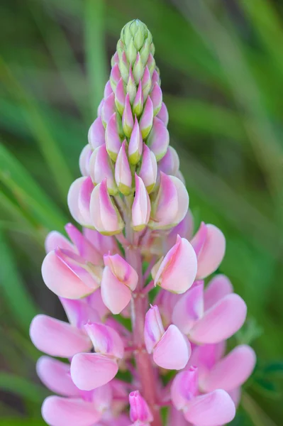 Les fleurs de lupin rose — Photo