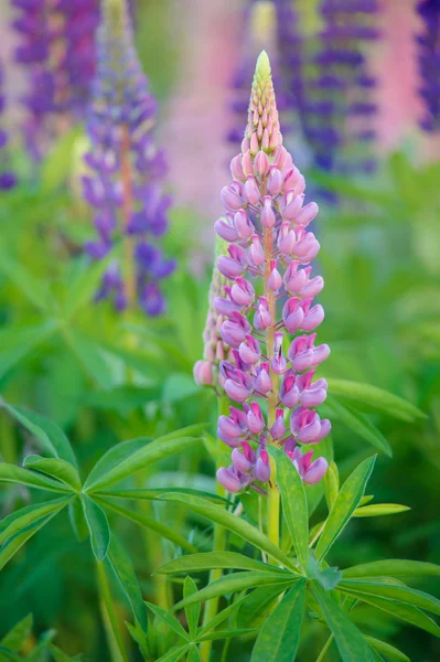 Bouquet de lupin rose dans classé — Photo