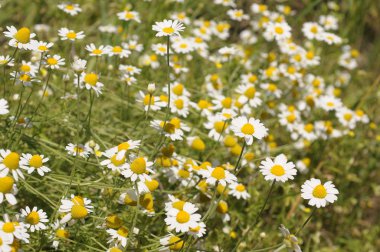 papatya alanı, papatya.