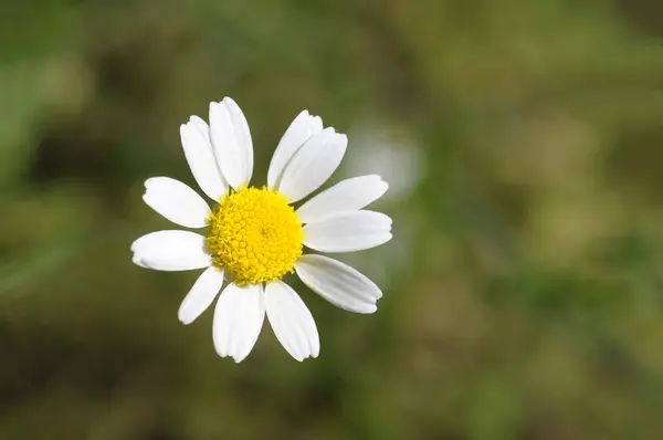 Camomille Sur Fond Jardin Flou — Photo