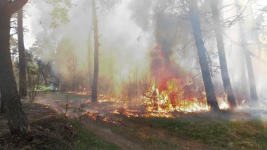 Orman yangında yanan ağaçlar 