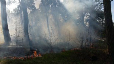 Haze orman yangını nedeniyle düşünüyorum 