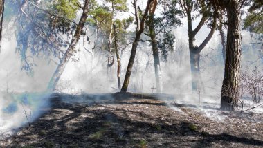 Ormanda yangın felaketi. 