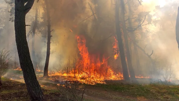 火烧在松树林中 — 图库照片