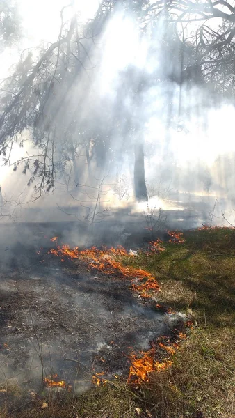 Πεύκο Δασική Πυρκαγιά Σκόπιμο Απεικονίσει Πυρκαγιές Προβλεπόμενη Καύση Του Δάσους — Φωτογραφία Αρχείου
