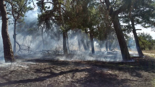 Waldbrand Naturkatastrophe — Stockfoto