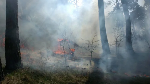 Les Arbres Brûlant Dans Les Feux Forêt — Photo