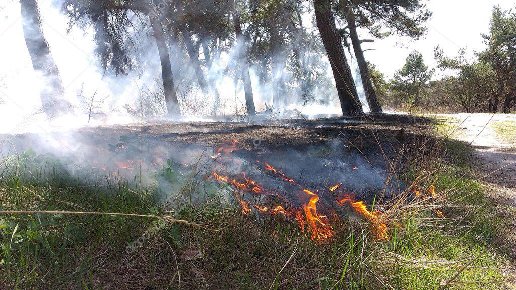 Forest fires in the dry wind completely destroy the forest