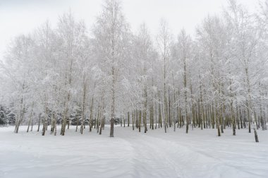 Huş ağaçları kar ve buz tarafından yüksek basınç altında 