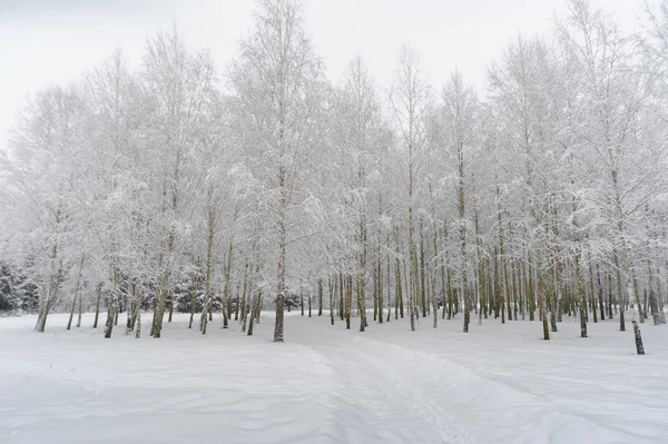 Huş ağaçları kar ve buz tarafından yüksek basınç altında 