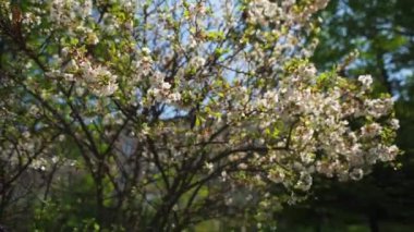Sakura anaokulu avlusu üzerinde
