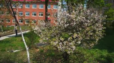 Sakura anaokulu avlusu üzerinde