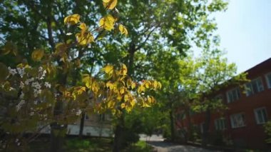 Sakura anaokulu avlusu üzerinde