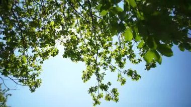 Güneş parlar yaprakları ile