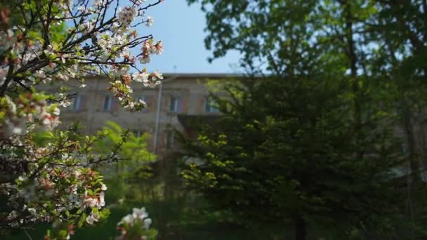 Sakura en el patio del jardín de infantes — Vídeos de Stock