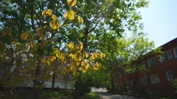 Sakura en el patio del jardín de infantes — Vídeo de stock