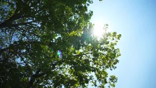 Sun shines through the leaves — Stock Video