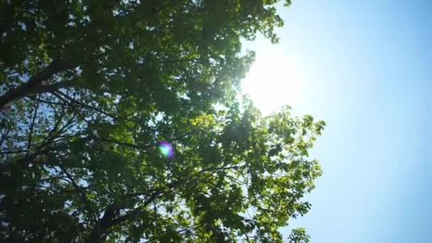 Słońce świeci przez liście — Wideo stockowe