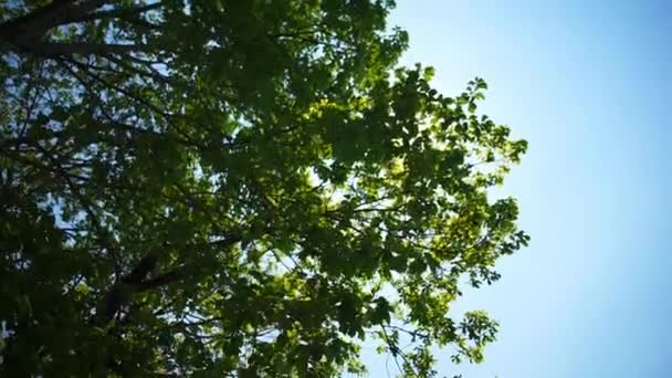Sol brilla a través de las hojas — Vídeos de Stock