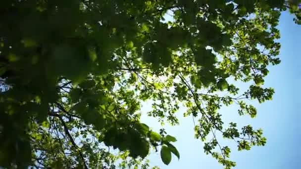 Sun shines through the leaves — Stock Video