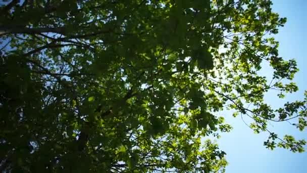 Sun shines through the leaves — Stock Video