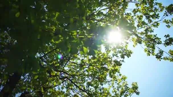 Sun shines through the leaves — Stock Video