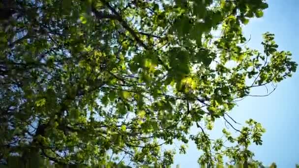 Sun shines through the leaves — Stock Video