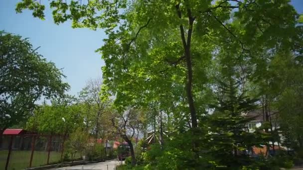 Árboles en el patio del jardín de infantes — Vídeos de Stock