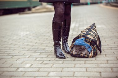 Yerine getirirken kabarık kedi